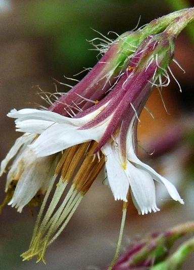 {Nabalus barbatus}